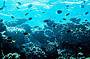 Advanced Dive Course - 3 D/ 2 N (must be a certified open water diver prior to course)